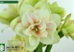 hippeastrum Nymph (2)